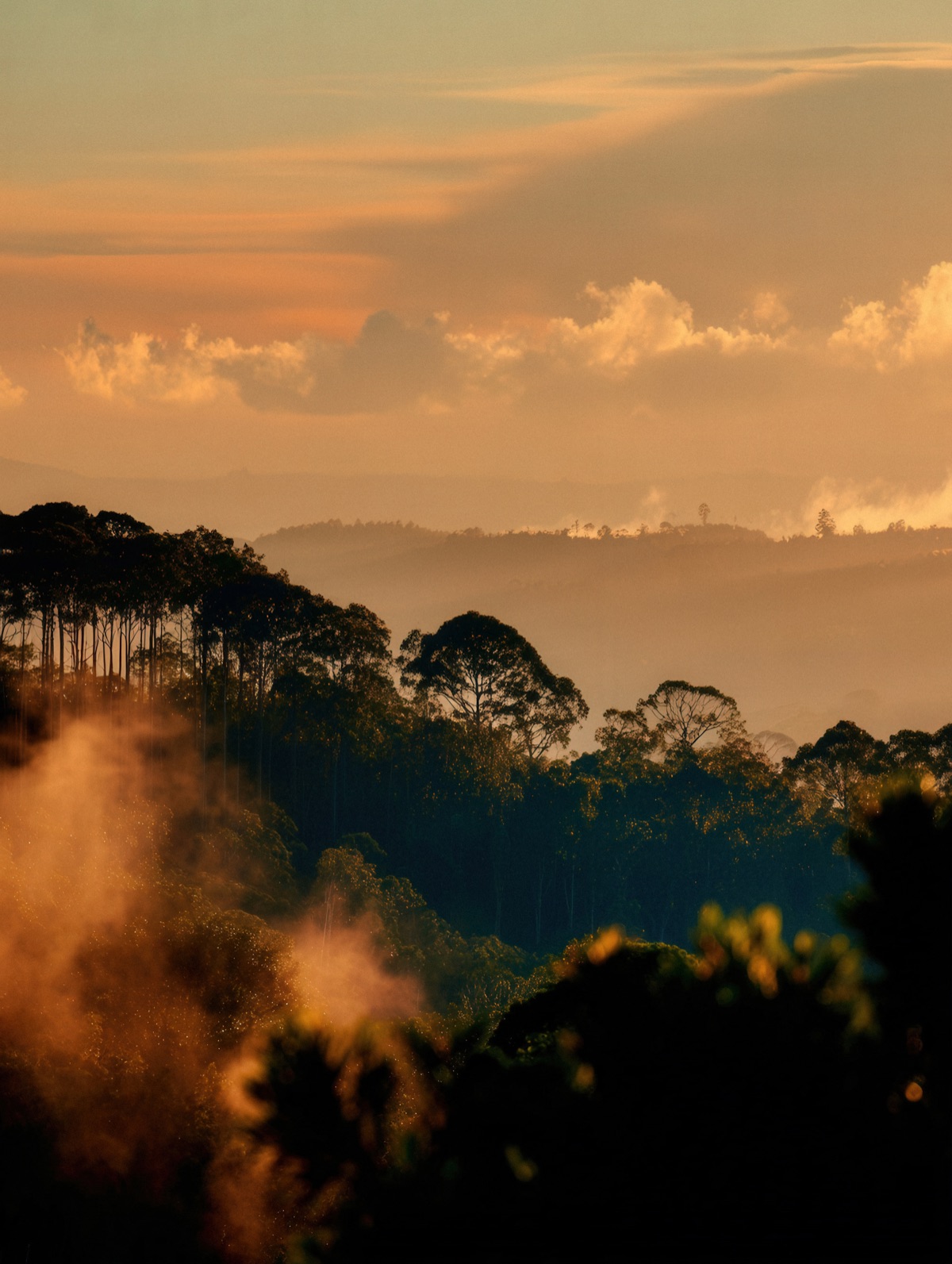 Forested hills in mist at sunset